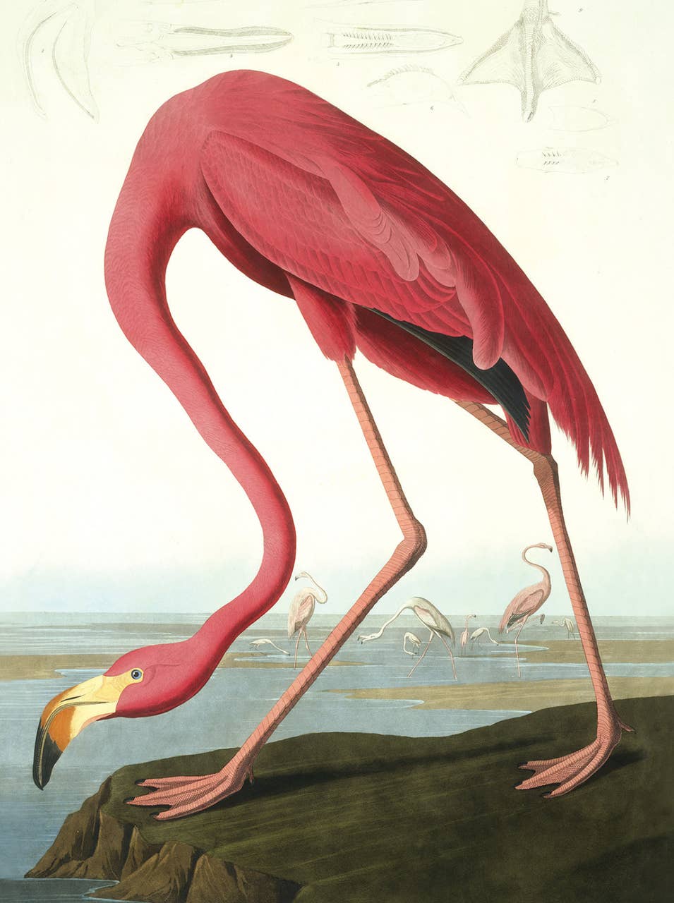 Nelson Line - Venta al por mayor Conjunto de papelería y tarjetas - Juego de tarjetas de notas Audubon Water Birds, NLNW05 1