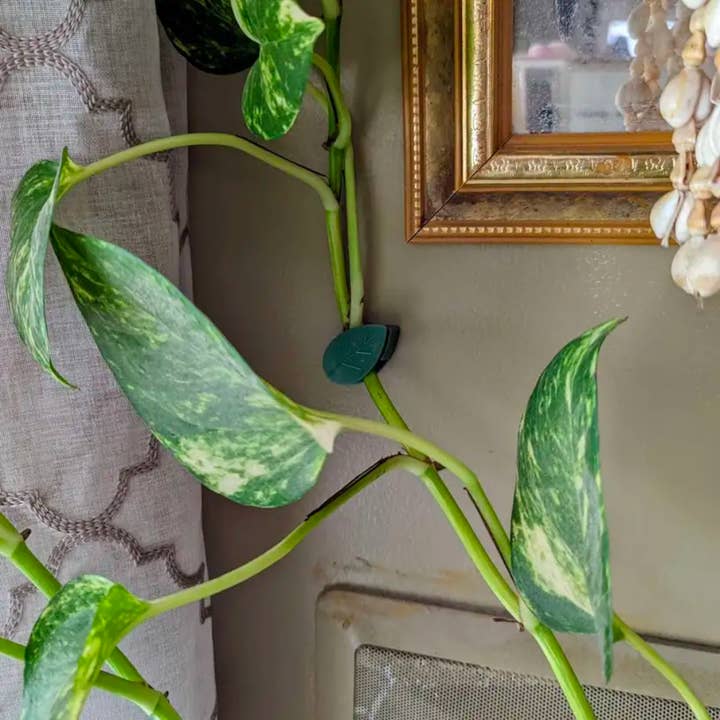 Moderny - Wholesale Wall Accent - Vine Plant Wall Clips2