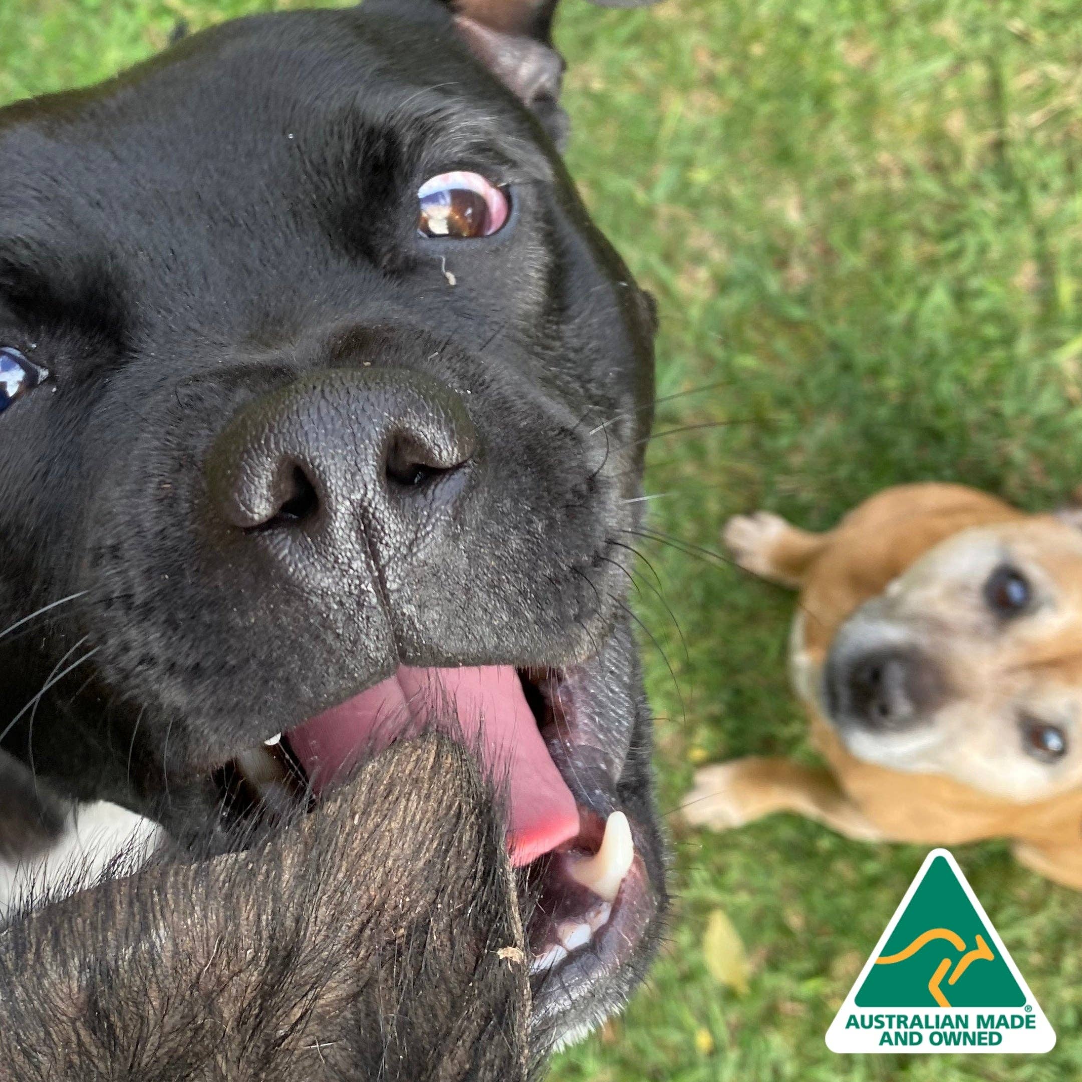 Rover Pet Products - Wholesale Pet Treats - Dog - Don't Be Boaring - Boar Ears8