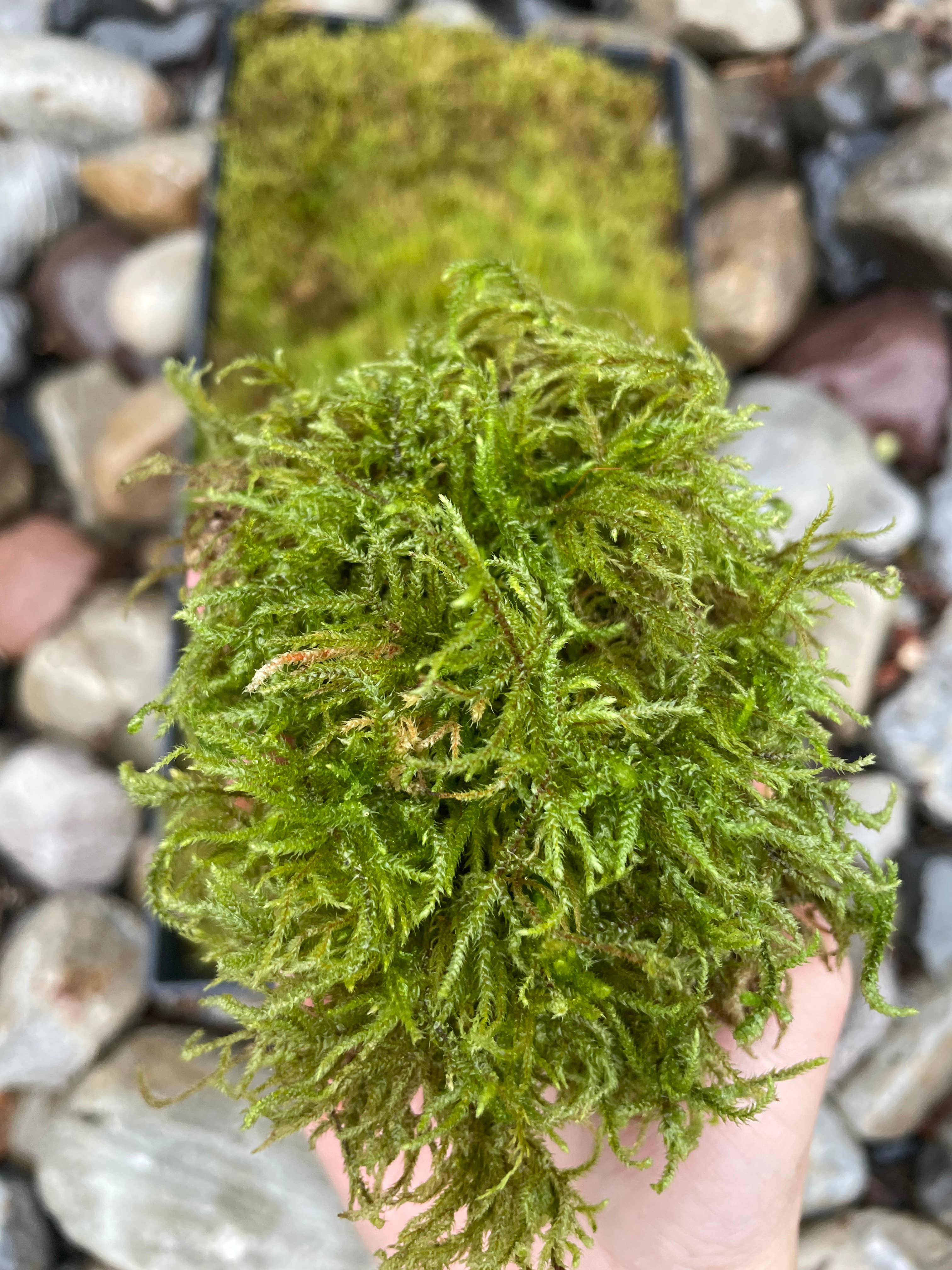 Moss & Stone Gardens – Engroshandel Ægte plante – Levende Tæppe Mos (1-1000 kvadratfod) - Rhytidiadelphus3
