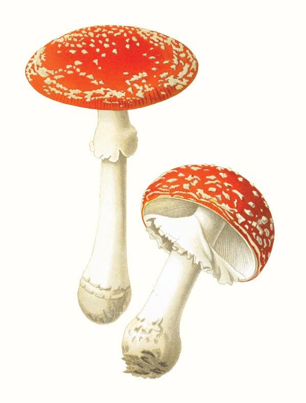 W. W. Norton - Wholesale Nature & Outdoors - Mushrooms8