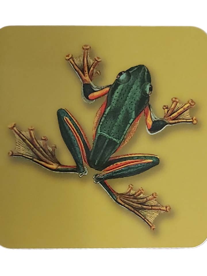 Coaster Drinks Mat 19thc Green Frog illustration on Green for wholesale by Wanda Coyne Collection