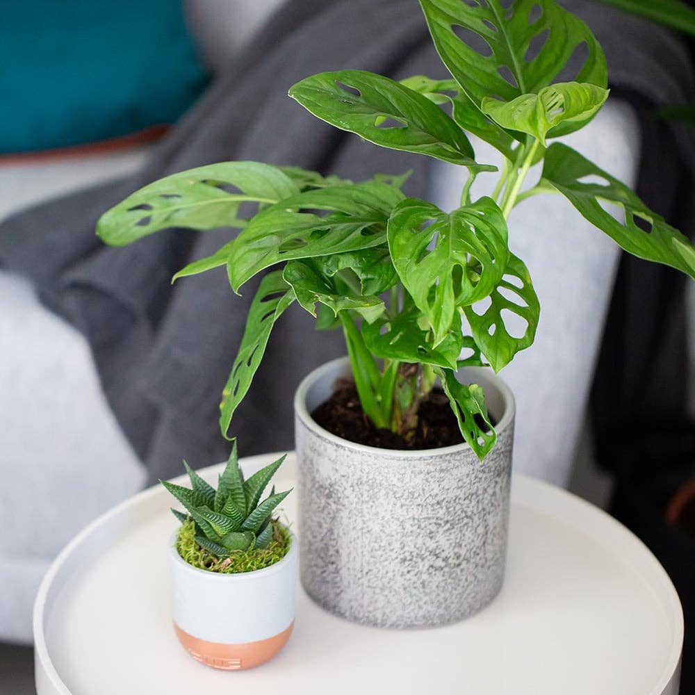 The Little Botanical – wholesale Live plant – Monstera Monkey Leaf 🐒5