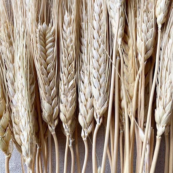 Bloomist - Wholesale Dried/Pressed Flowers - Dried Natural Triticum Wheat1