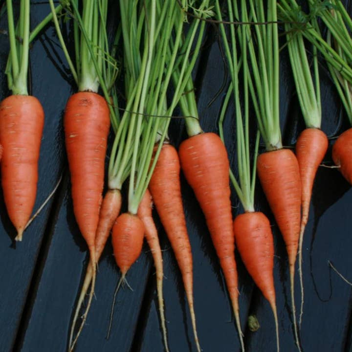 Sow True Seed - Wholesale Plant Seeds - Carrot Seeds - Danvers 1262