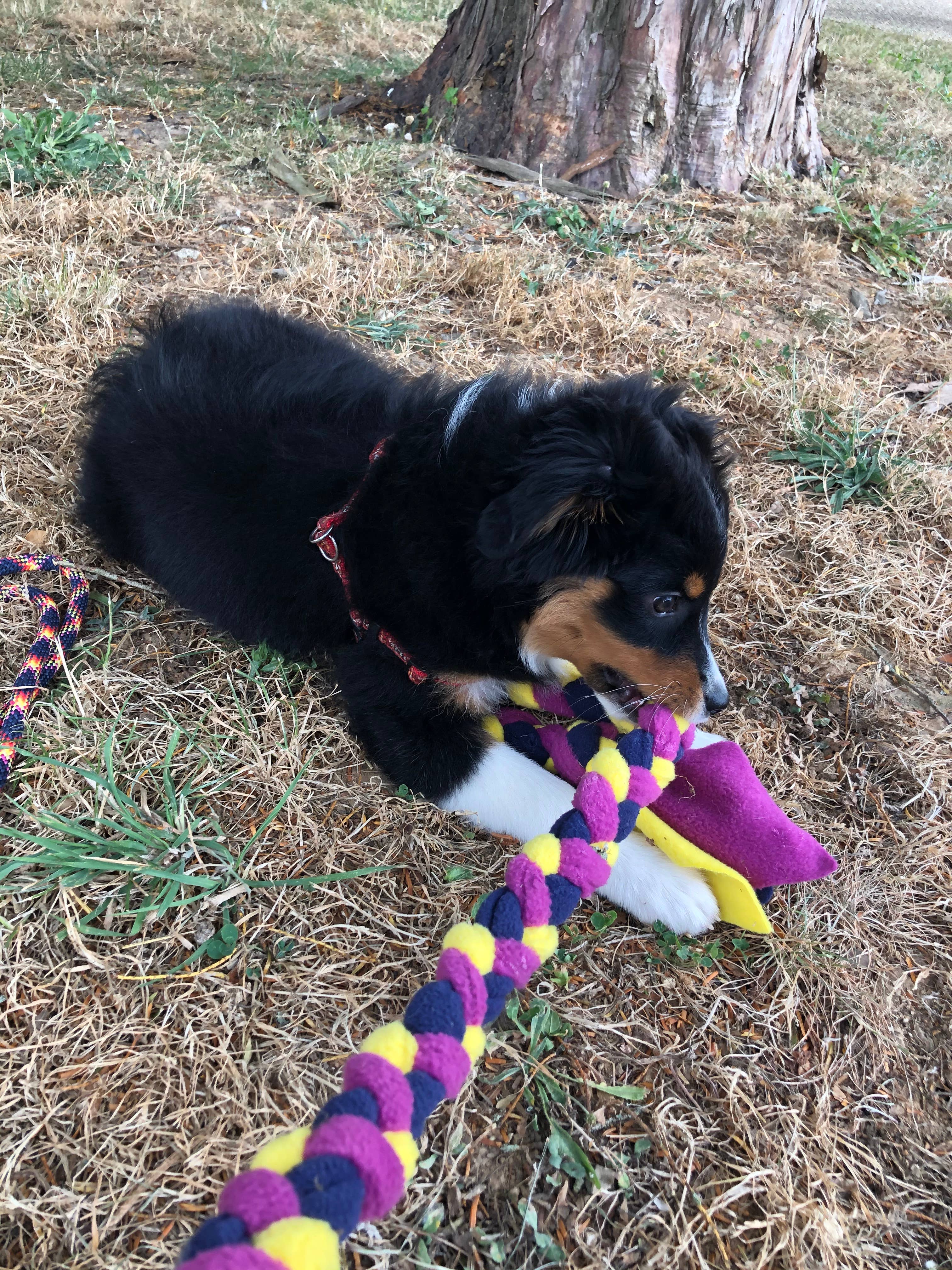 TUGS DE WOUFS EN FOLIE - Wholesale Pet Rope Toy - Dog - Fleece long braid tug for dog1