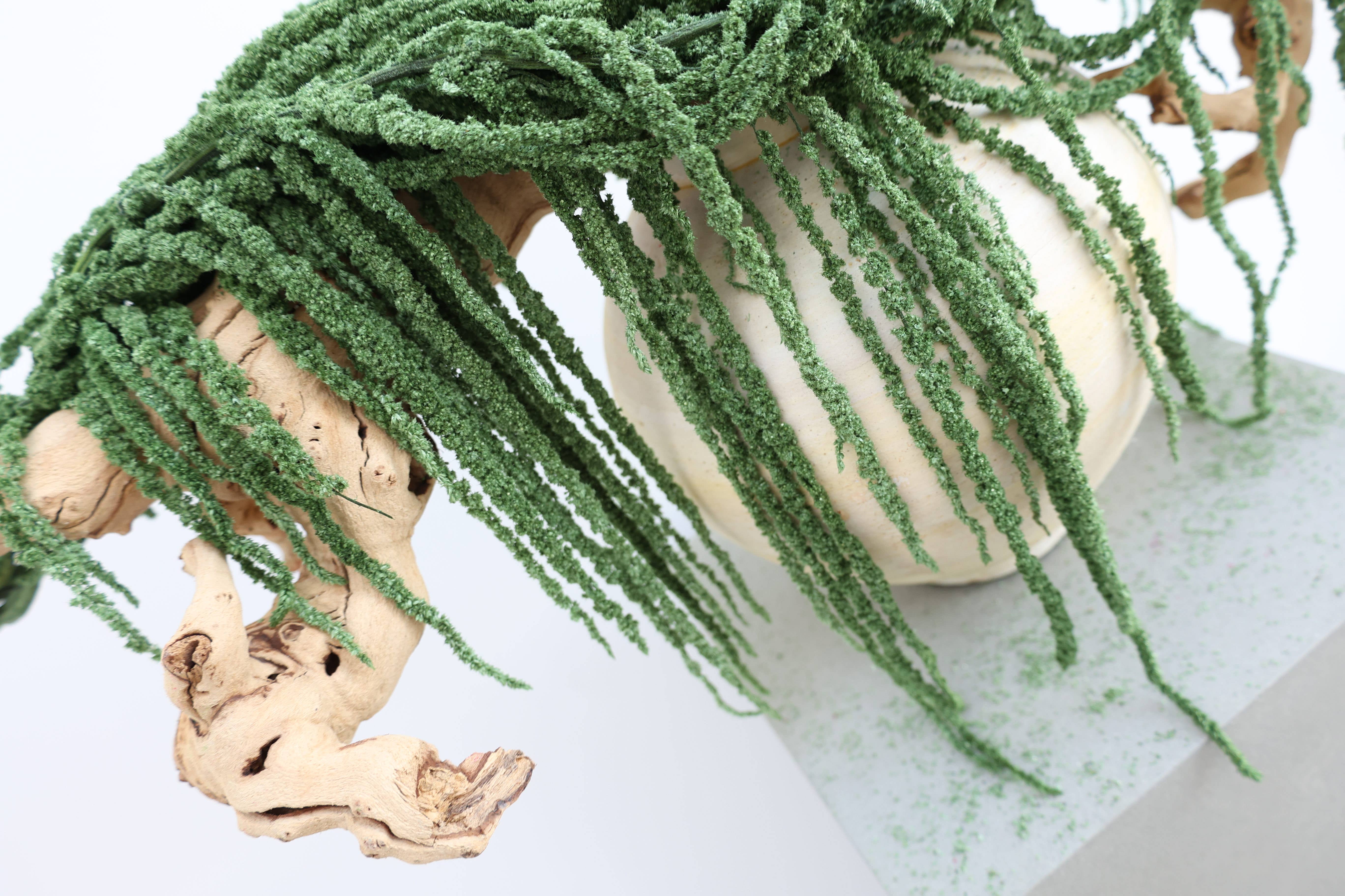 FlowerFantaSee – Großhandel Getrocknete/gepresste Blumen – Konservierter Amaranthus5