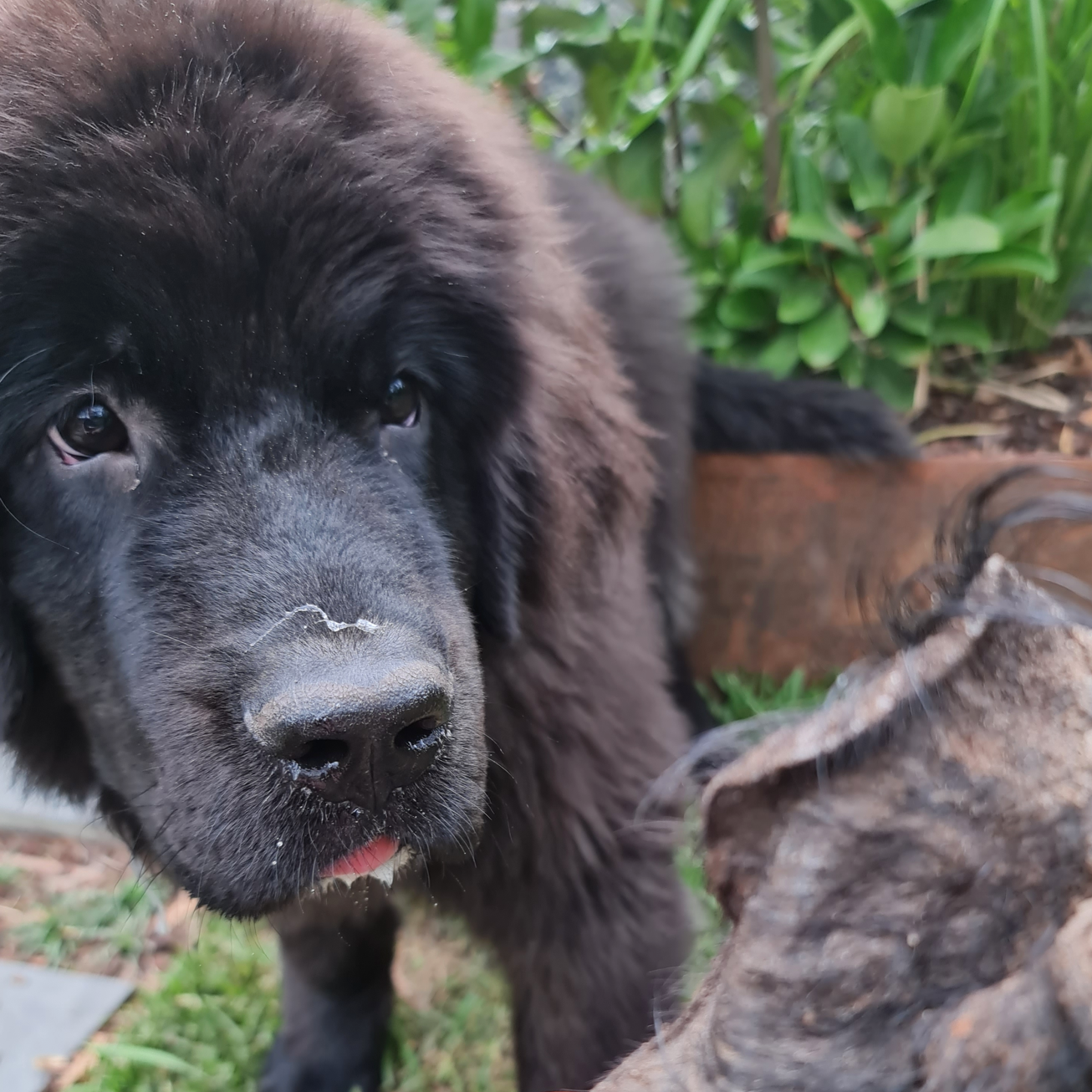 Rover Pet Products - Wholesale Pet Treats - Dog - Don't Be Boaring - Boar Ears6