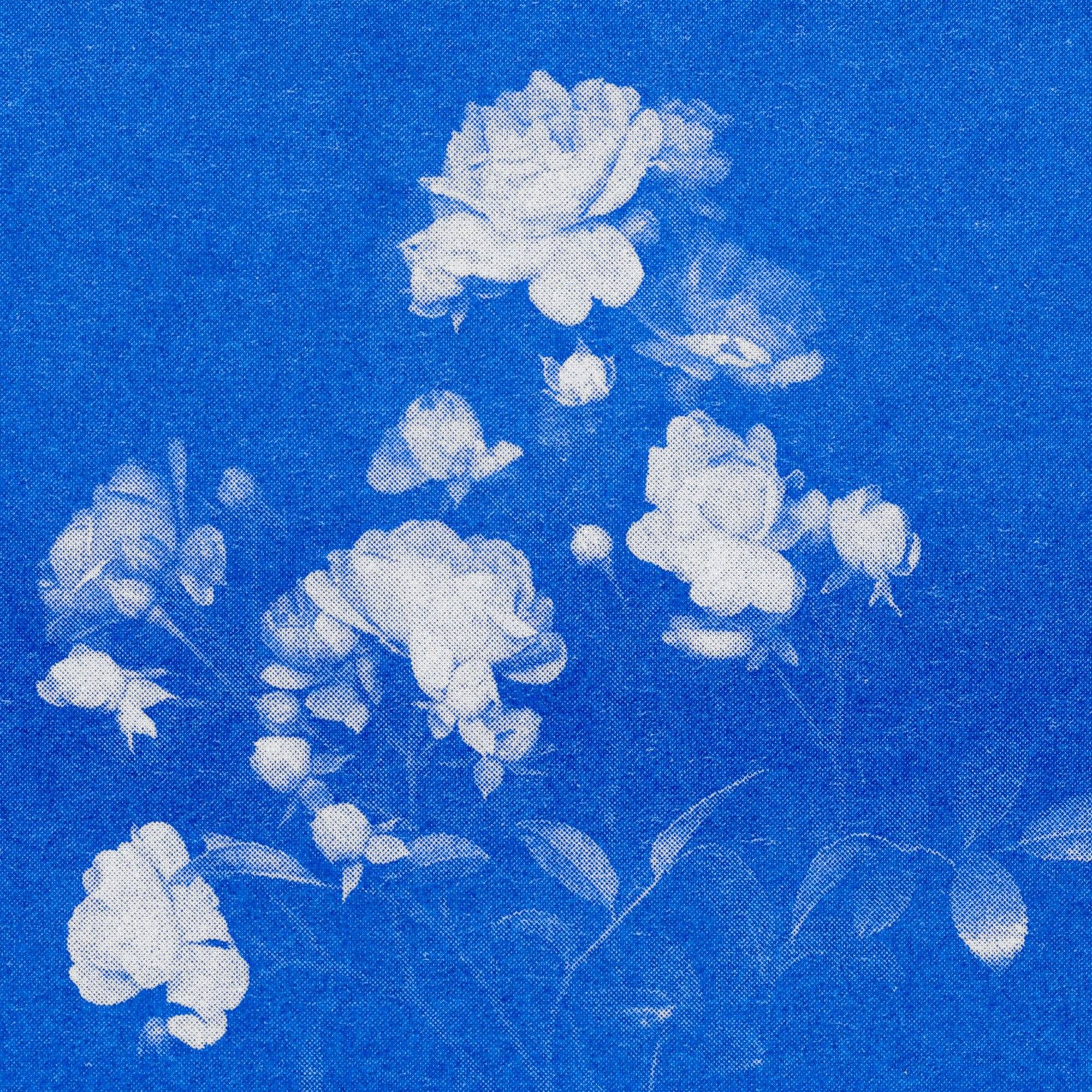 HERR & FRAU RIO – wholesale Postcard – Rose No.1 Postcard1