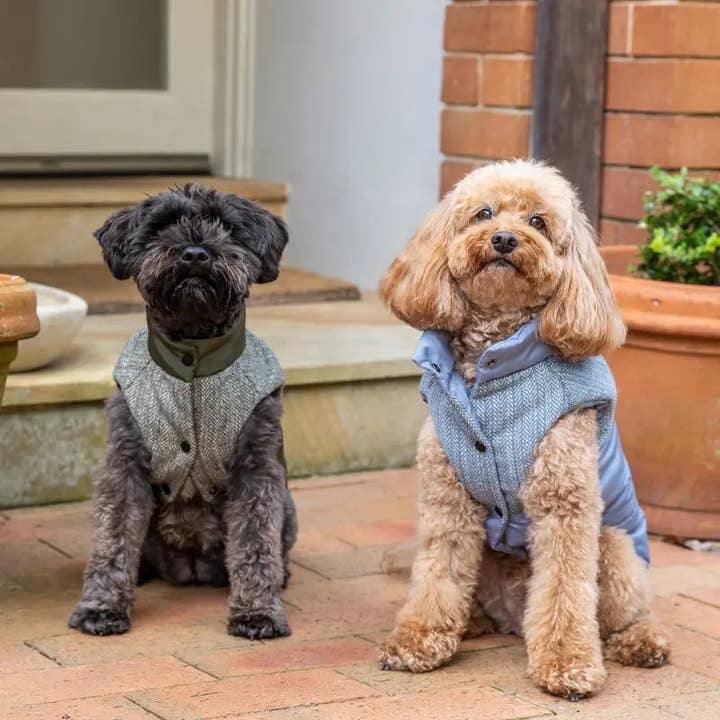 DOGUE Tweed Puffer Dog Jacket for wholesale by DOGUE