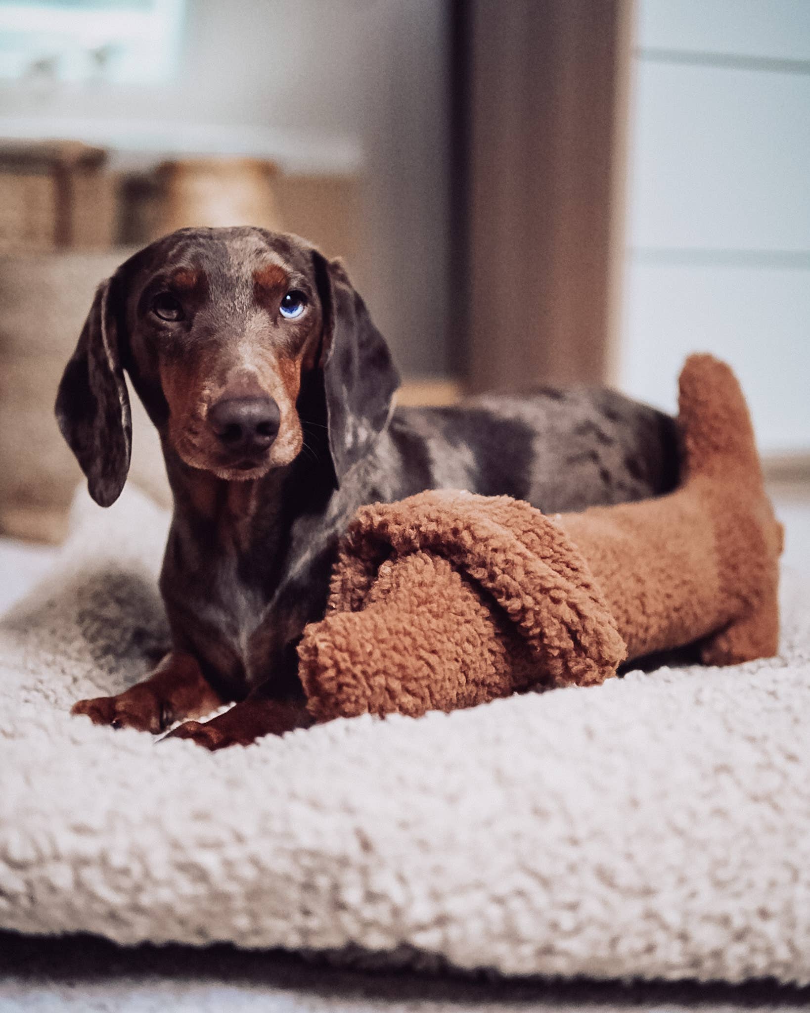 Lieblingspfote - Wholesale Knuffelspeeltje - Hond - Dachshund Musch knuffel- en speelplezier in één6