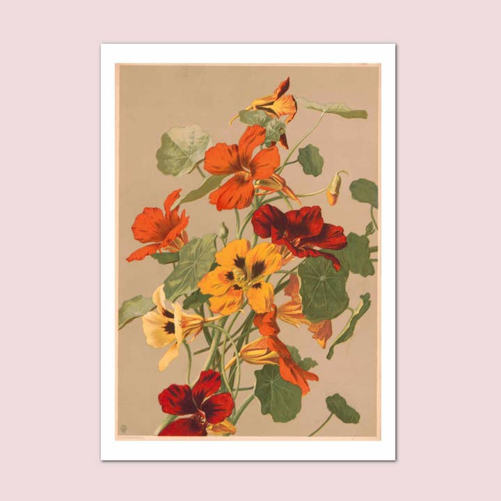 Nasturtiums Illustration Ellen Fisher Vintage Print for wholesale by Holland Road Prints