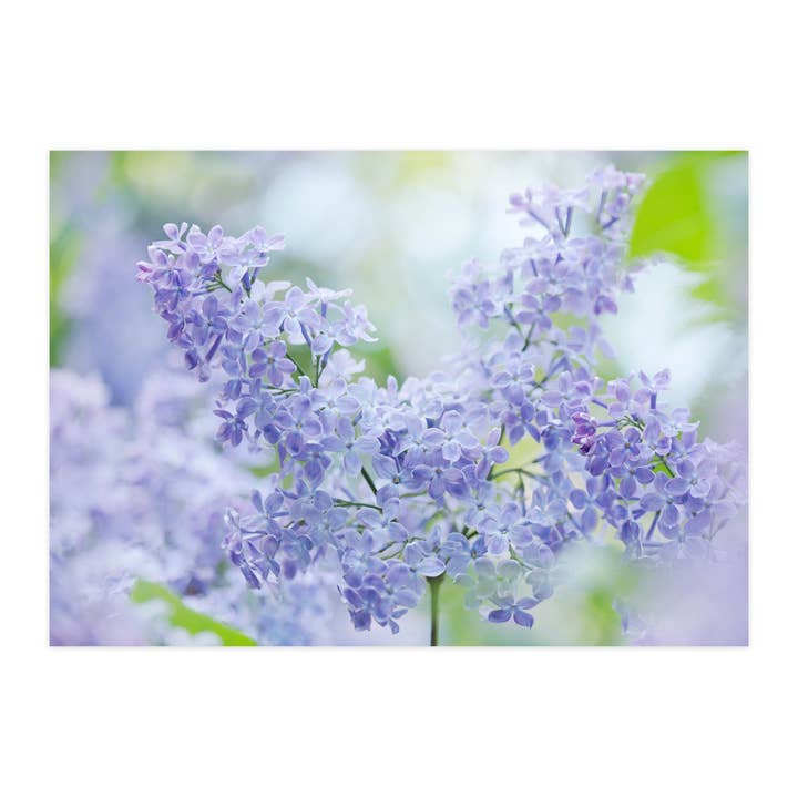 Carte postale "Lilas II" pour la vente par paruspaper. nutzfeine papeterie