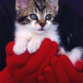 Foxgloves - Wholesale Garden Gloves - Foxgloves Gardening Gloves - Original8