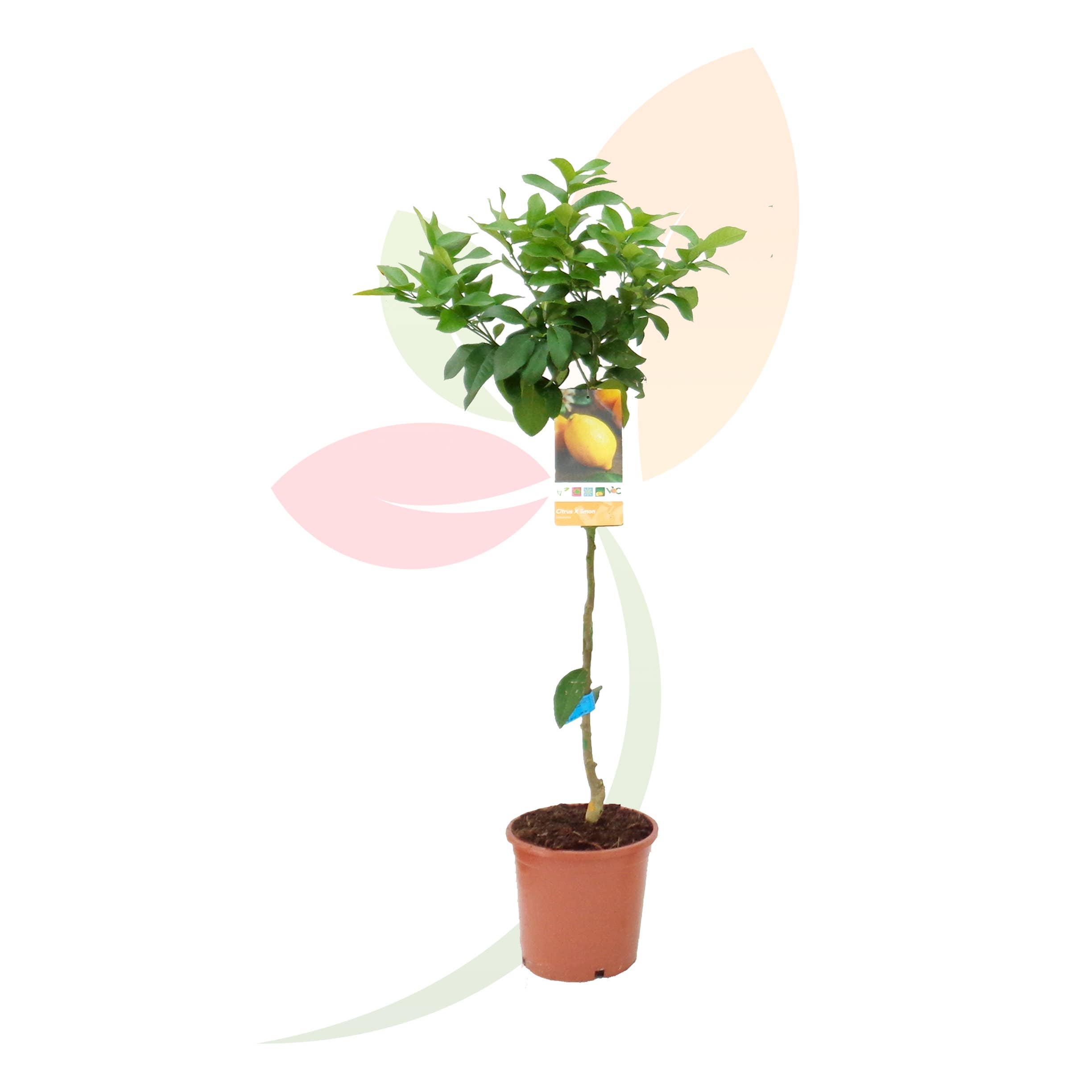 VIVERCID - Wholesale Live Plant - Citrus Limon (Lemon Tree)1