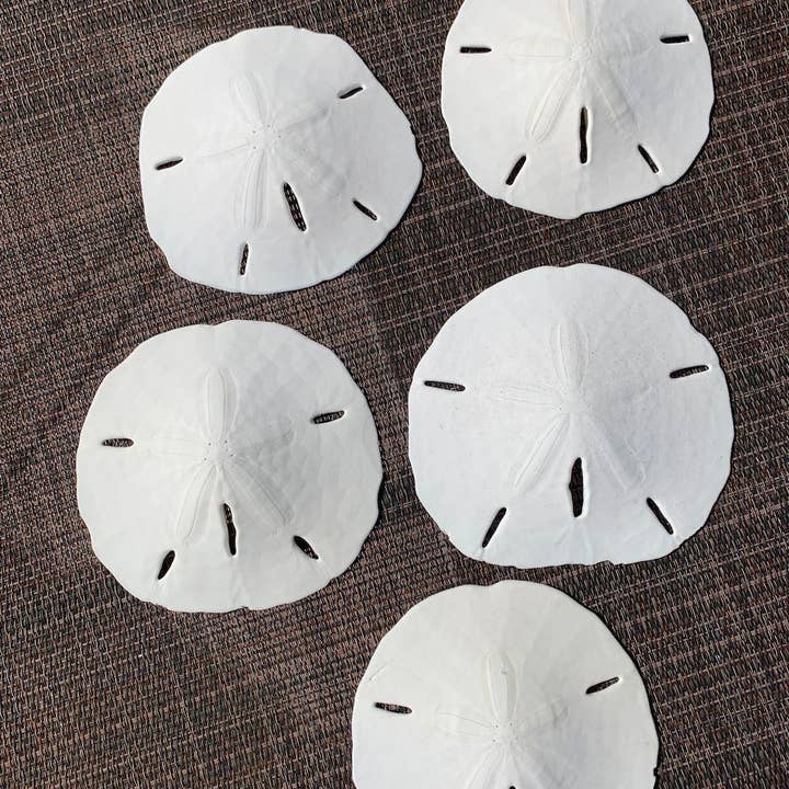 Copper Moon Crystals – Großhandel Tischdeko – Sand-Dollar