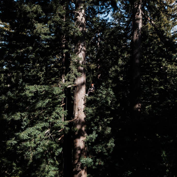 The Jonsteen Company - Wholesale Plant Seeds - Coast Redwood | Seed Grow Kit4