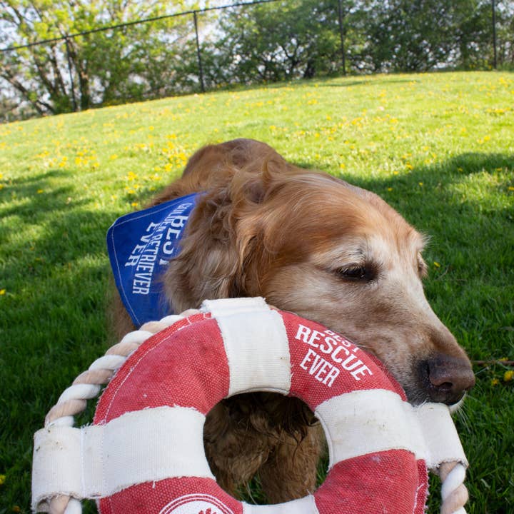 Pavilion - Wholesale Pet Rope Toy - Dog - Best Rescue Ever - 10" Canvas Dog Toy on Rope