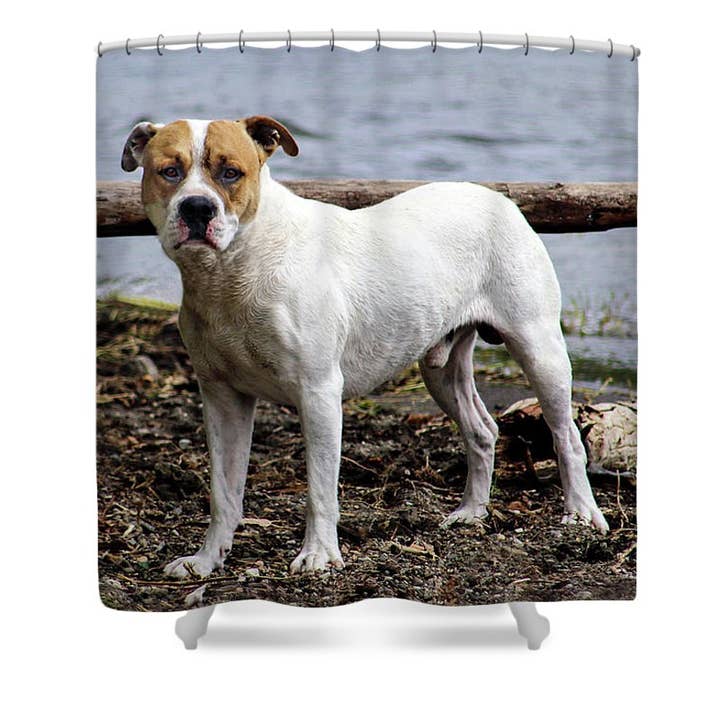 DOUCHEGORDIJN „THE AMERICAN STAFFORDSHIRE TERRIER GAZE voor wholesale door sorayadapuzzostore