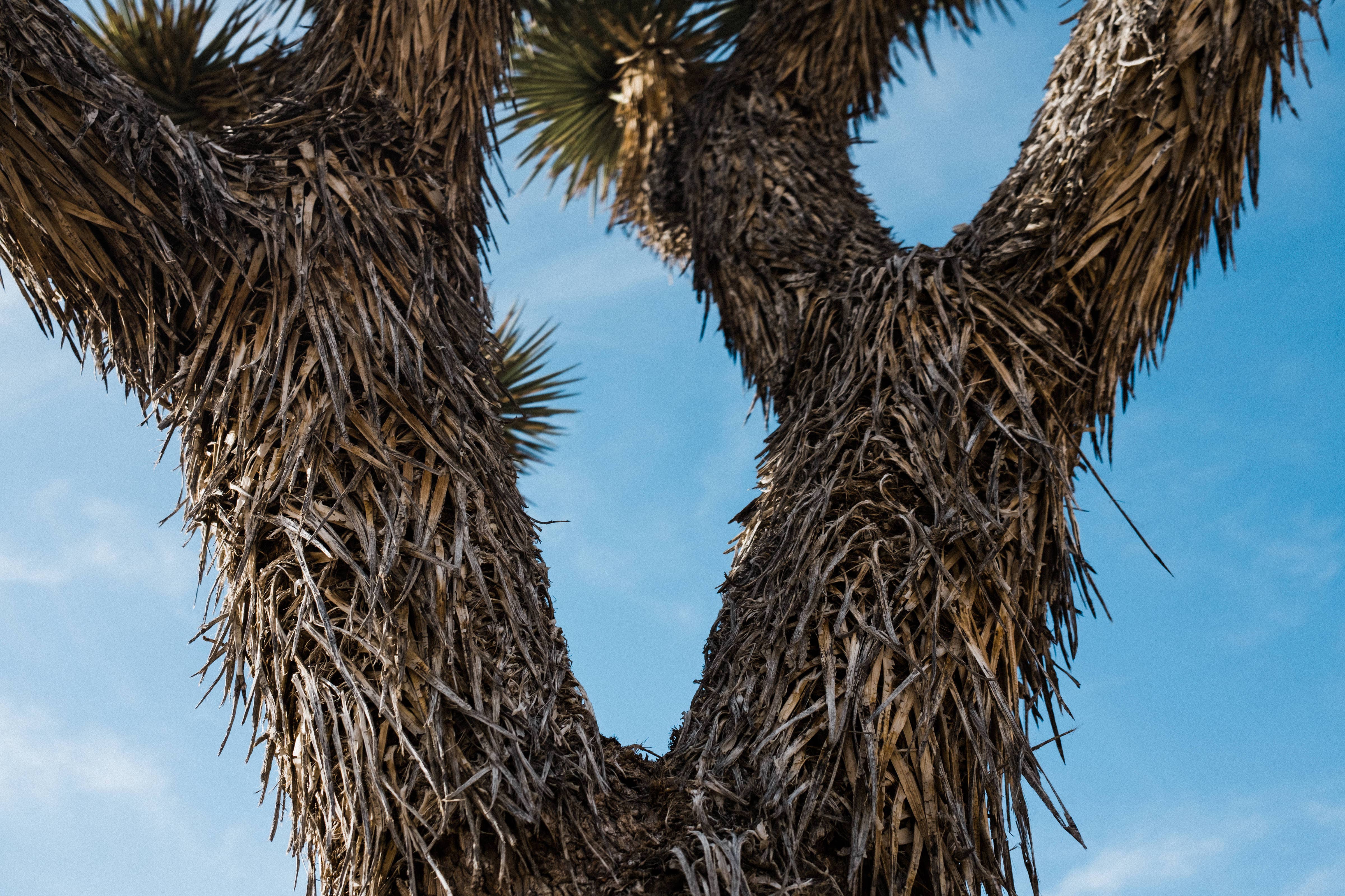 The Jonsteen Company - Wholesale Plant Seeds - Joshua Tree | Seed Grow Kit10