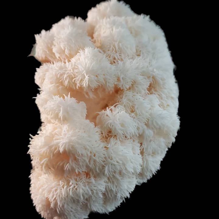 518 Farms - Wholesale Health/detox tea - Lions Mane Mushroom Tea2