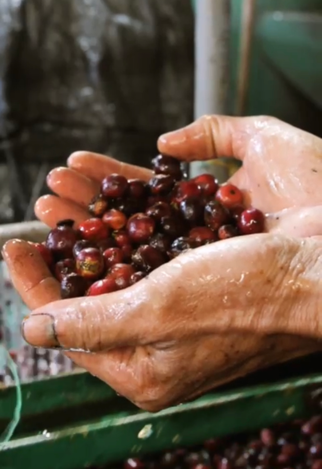 Quichapa Coffee - Wholesale Coffee Beans - Vietnam Lam Dong Future Farm4