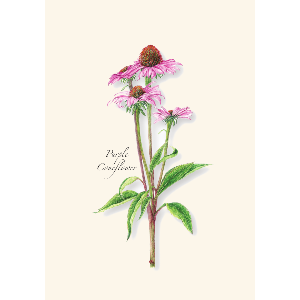 Earth Sky + Water - Wholesale Stationery/Notecard Set - Garden Favorites Assortment2