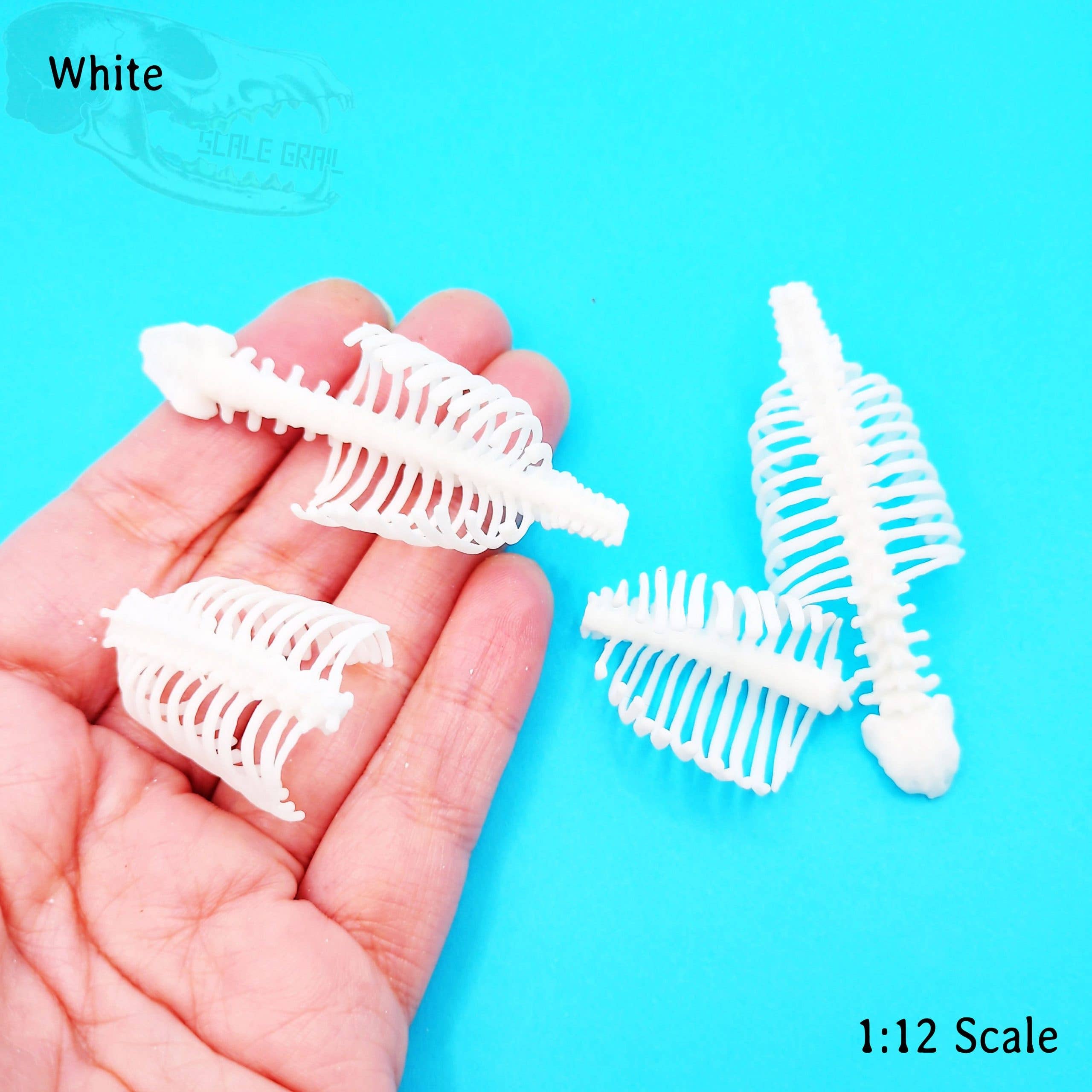The Scale Grail - Wholesale Decorative Tabletop Object - Human Ribs with Spine - 1:12 scale miniature size for horror diorama, dollhouse, arts and crafts, replica curiosities oddities (2 ribs)3