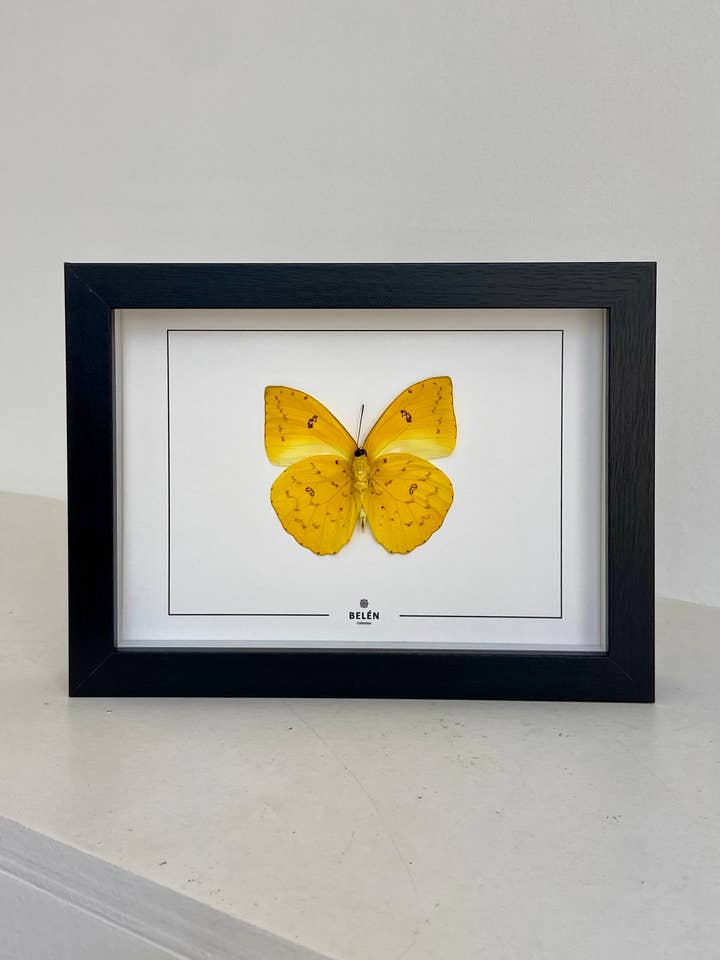 Puno Philea butterfly frame for wholesale by Belén Collection