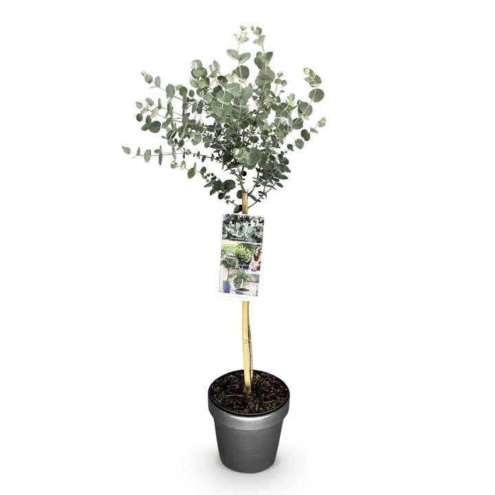 Eucalyptus Eucalyptus gunnii Azura – 19cm – Hauteur env. 90cm – Plante de terrasse persistante et rustique avec des feuilles gris-vert parfumées pour la vente par Oasis of Life