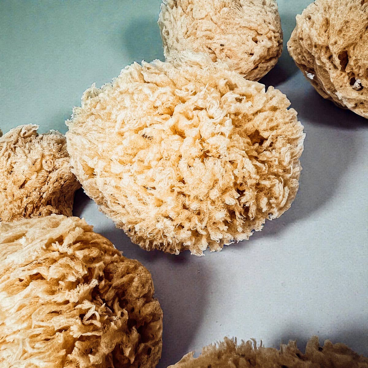 Gia Roma - Wholesale Bath Pouf/Sponge - Dead Sea Sponge, All Natural Body Wash Loofah 4-5"11