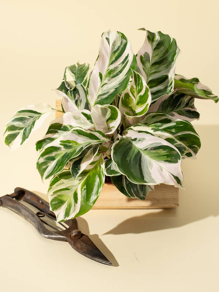 4" Calathea 'Fusion White' for wholesale by BWH Plant Co