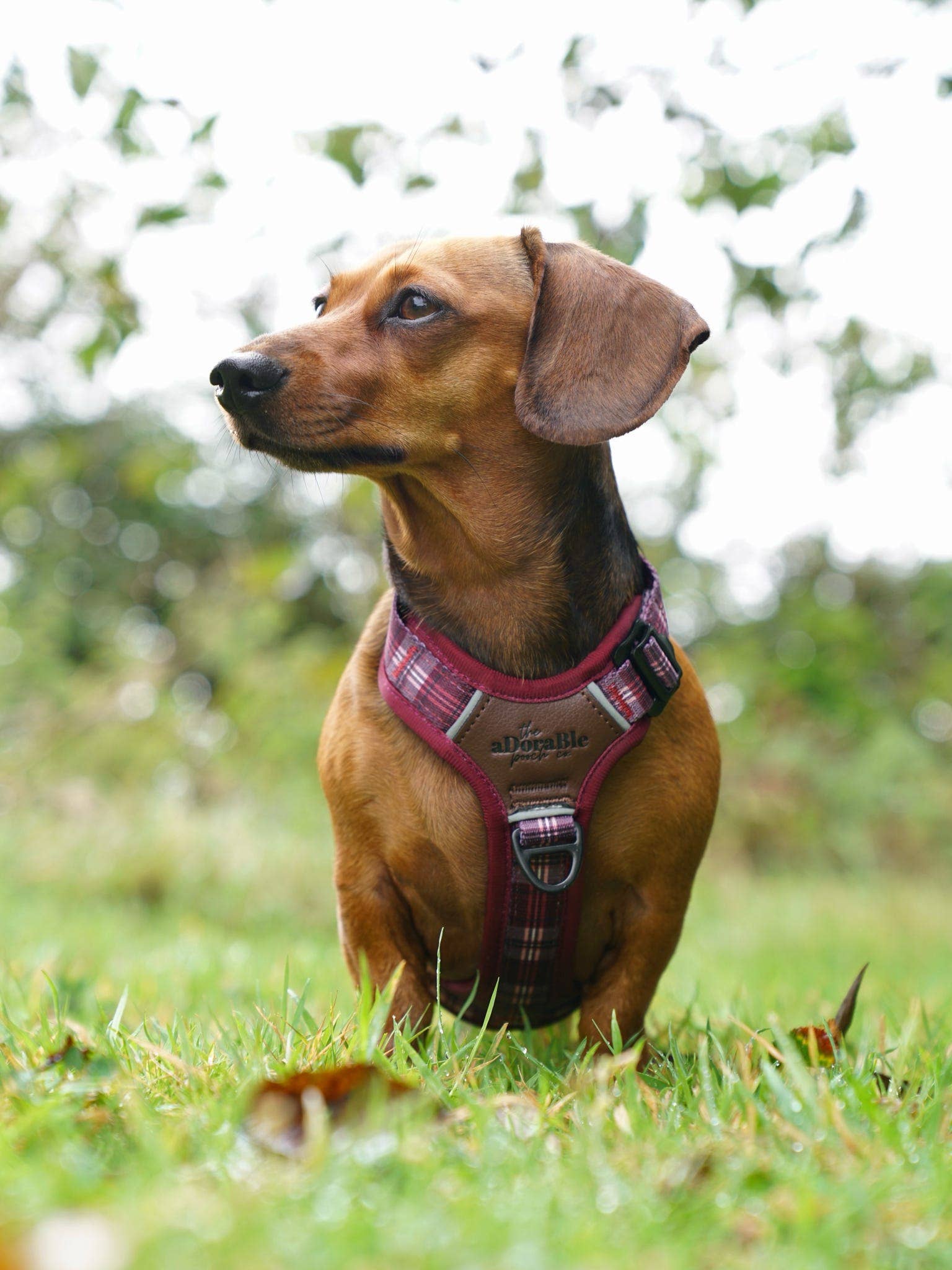 The aDoraBle Pooch Company - Wholesale Pet Harness - Dog - Streamline Pro™ Dog Harness - Heritage Collection - Merlot Manor30