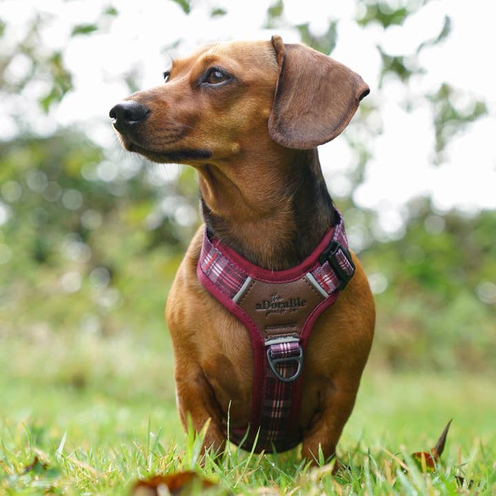 The aDoraBle Pooch Company - Wholesale Pet Harness - Dog - Streamline Pro™ Dog Harness - Heritage Collection - Merlot Manor30