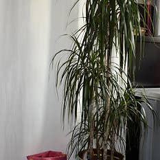 LolliAndCo - Wholesale Storage Bin - BIN5