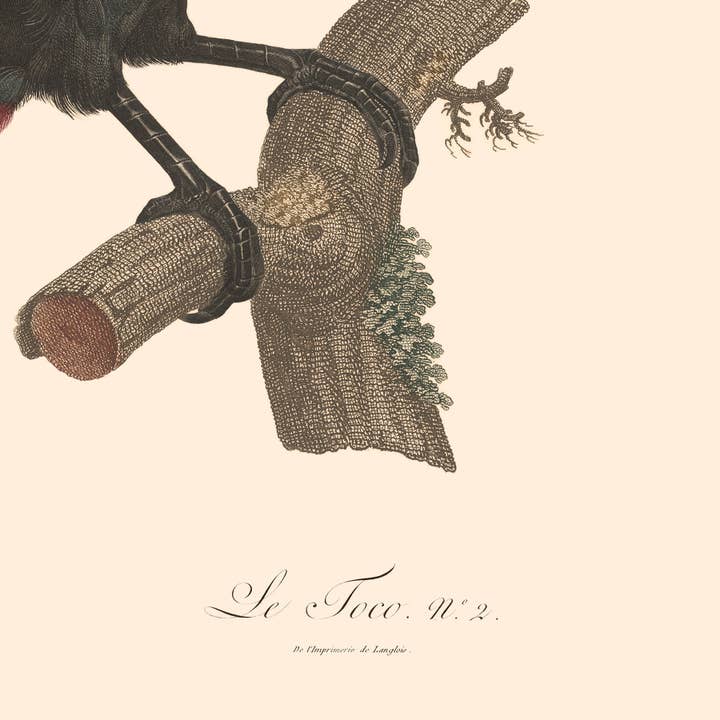 Aster Edition - Wholesale Poster - Poster: Le Toco5