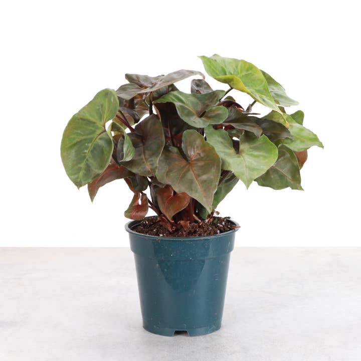 Thorsen's Greenhouse - Wholesale Live Plant - Maria Bronze Syngonium - 4" Live Plant