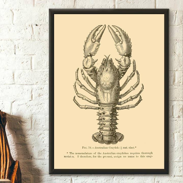 Australian Crayfish 1895 Larousse Science Print Decor for wholesale by Vintage Wall Graphics