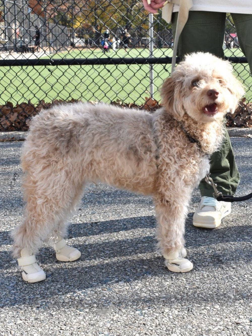 RIFRUF - Vente Bottines – chien - César 119