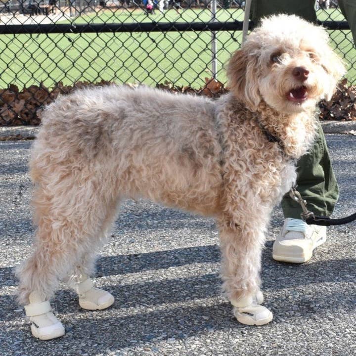 RIFRUF - Wholesale Pet Boots - Dog - Caesar 1 Durable Dog Sneaker with Knitted Mesh13