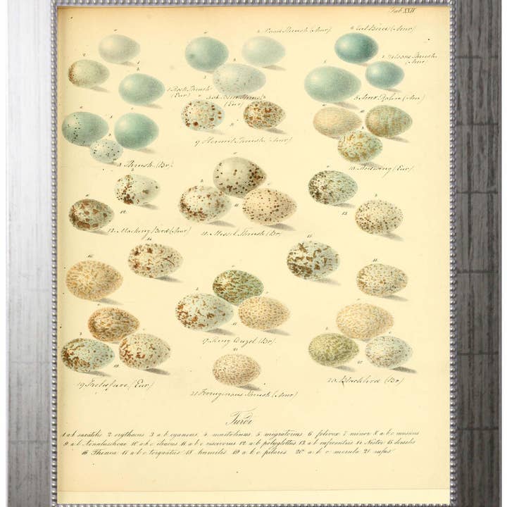 Spa Eggs Tab Xxiv for wholesale by Antique Curiosities Inc