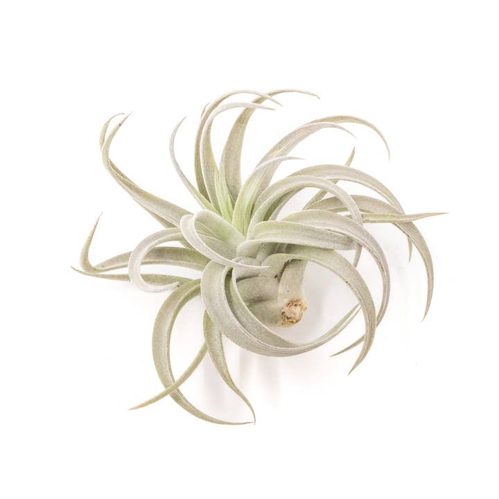 Air Plant Shop - Wholesale Live Plant - Tillandsia Harrisii Air Plants (24)