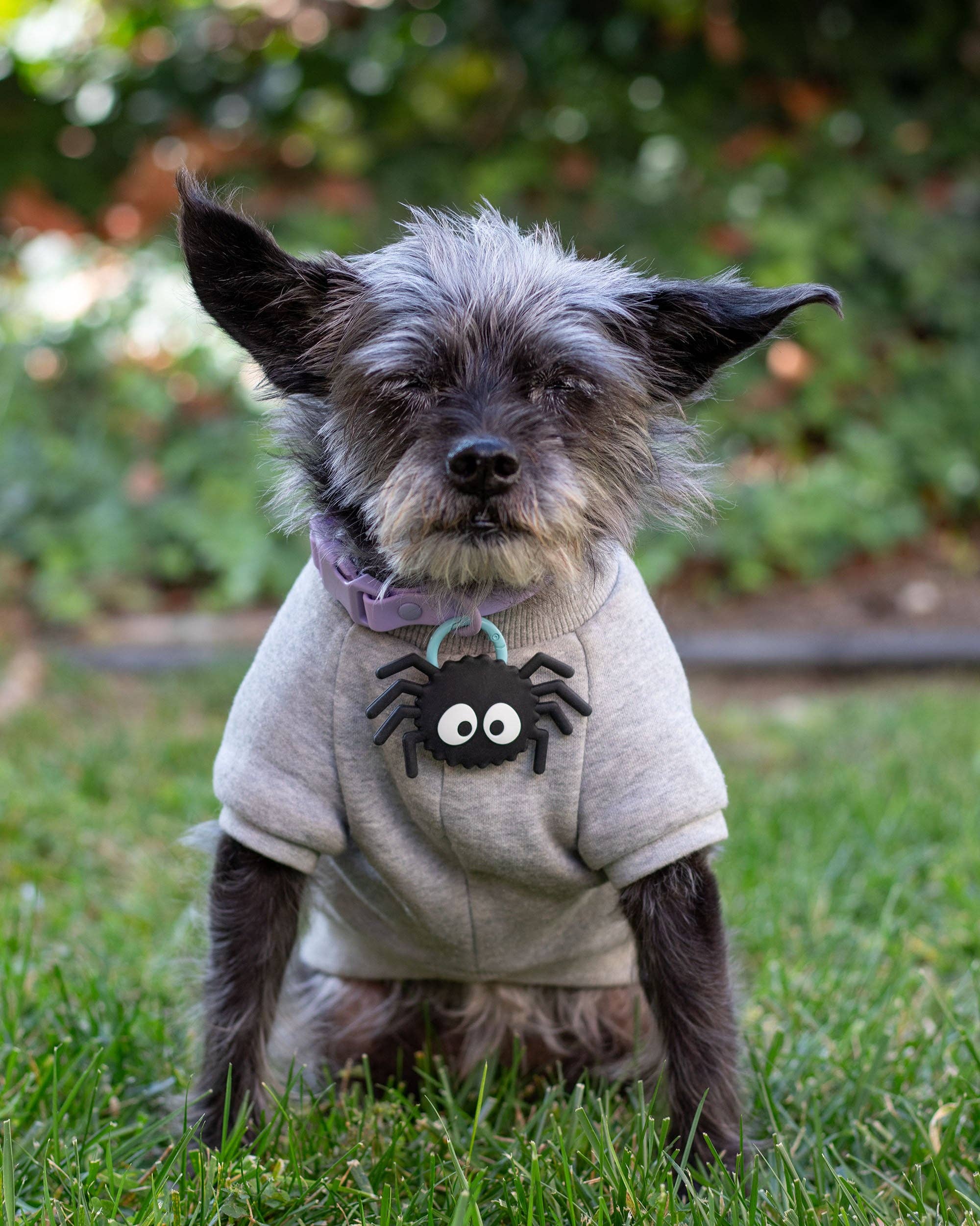 Jiby Dog Crew – wholesale Halsbandsberlock - Katt och hund – Sotig Spindel Jiby Hundcharm1