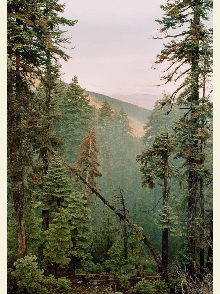 Siskiyou Conifers - Carte postale 4x6 pouces pour la vente par Will Suiter Photography & Studio