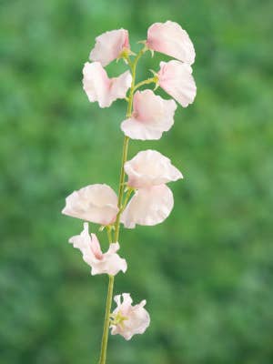 Artificial Light Pink Sweet Pea for wholesale by Mezu Silk Flowers