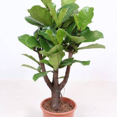 Oasis of Life - Wholesale Live plant - Fiddle Leaf Fig – Ficus Lyrata – Ø27cm ↕120cm – Tropical Houseplant with Large, Glossy Leaves – Easy Care & Air-Purifying Green Plant – For Living Room, Office & Conservatory0