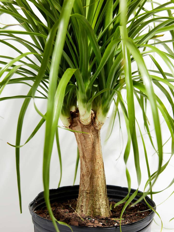 Ponytail Palm Tree for wholesale by Lively Root