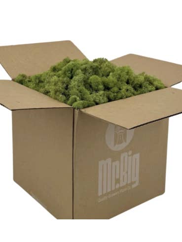 Reindeer Moss Standard Box Preserved for wholesale by Florasource