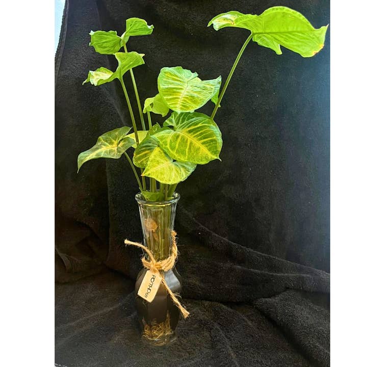 Recycled Bottle Plant - Pothos Vine Variety for wholesale by Shop Alizor