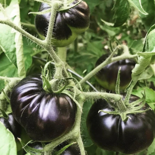 Sow the Magic – Sementes de plantas por atacado – Pacote de sementes de tarô de tomate Black Beauty1